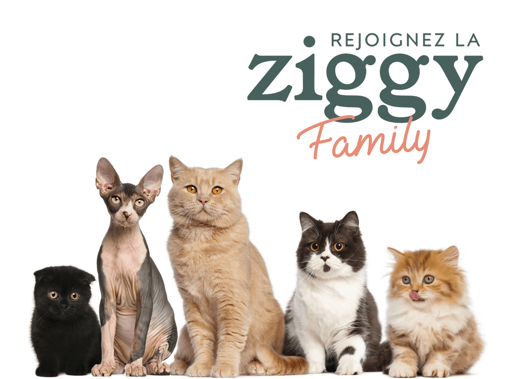 chats de différentes races et âges devant Ziggy Family