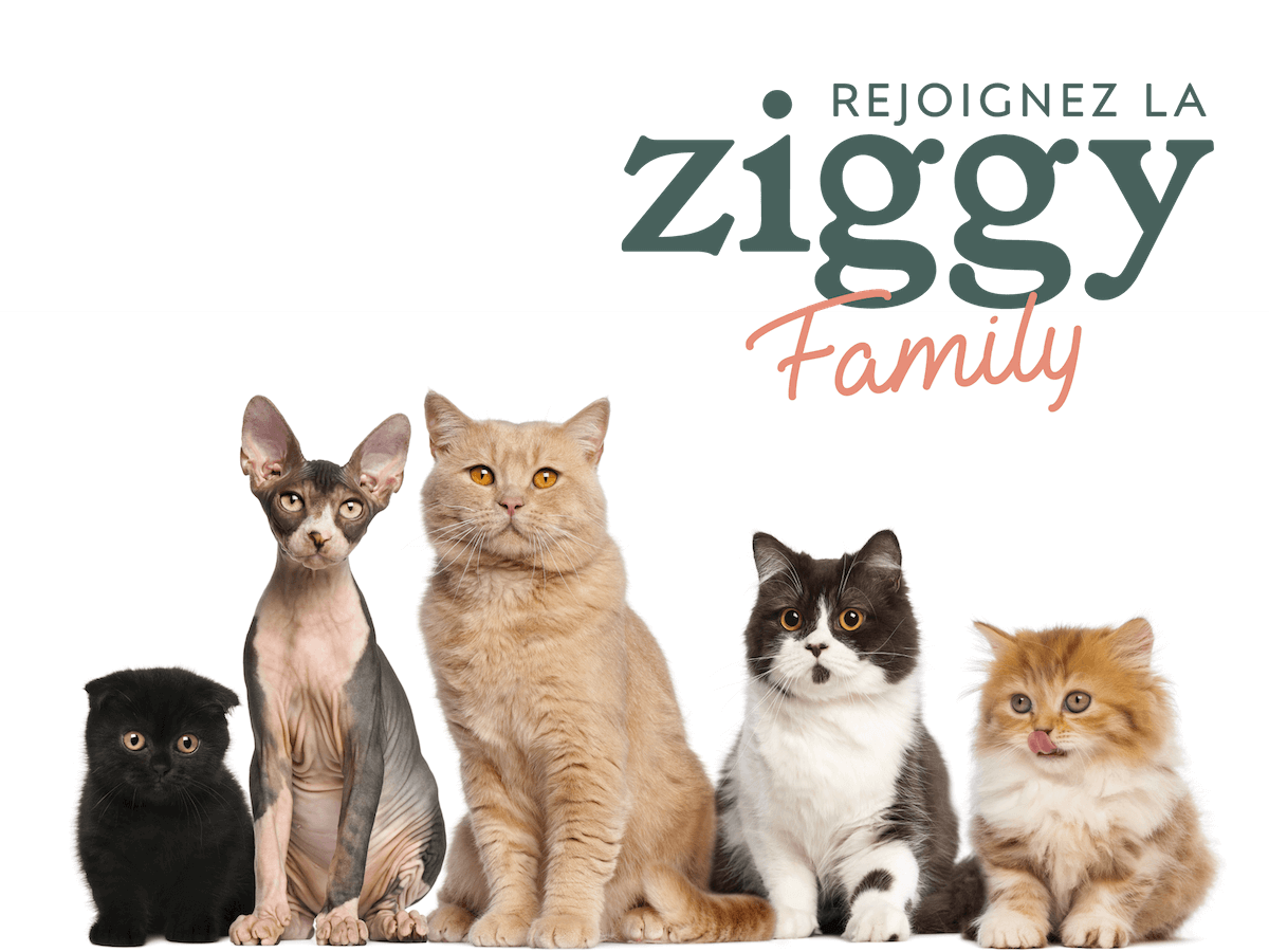 chats de différentes races et âges devant Ziggy Family