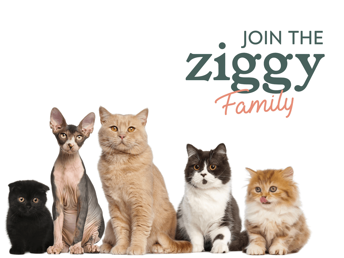 cats of different breeds and ages in front of Ziggy Family