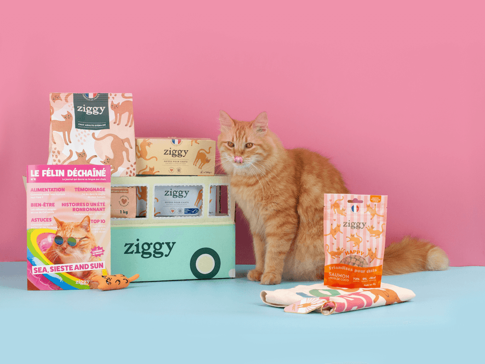 Chat adulte stérilisé roux à côté des croquettes et pâtées pour chat Ziggy