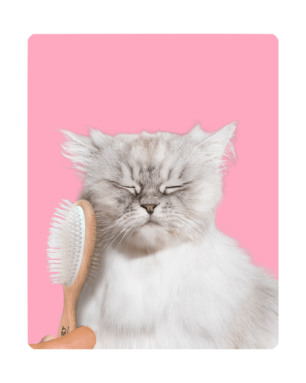 Chat adulte stérilisé qui se fait brosser par la brosse à double tête Ziggy