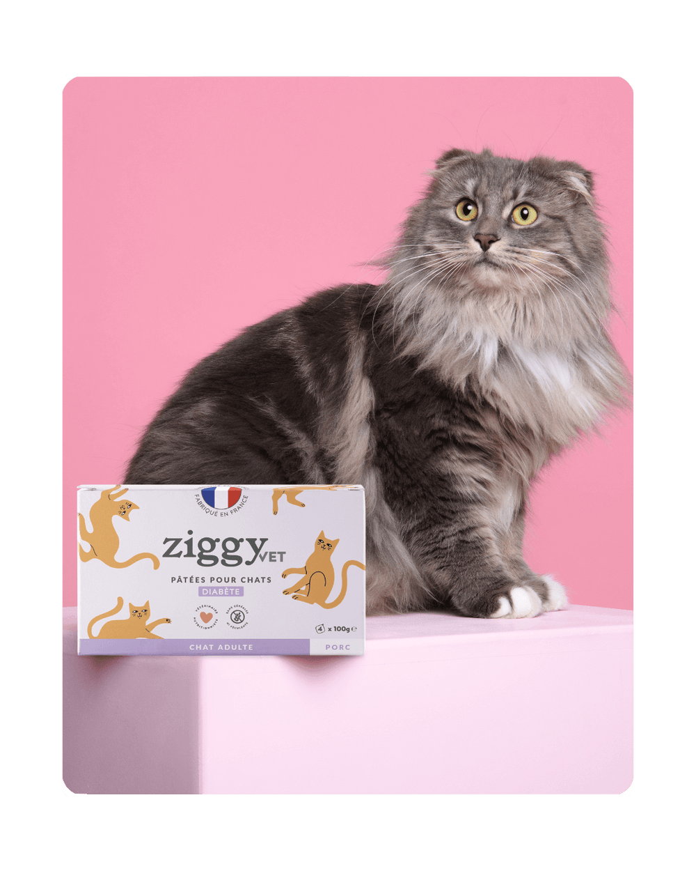 Chat adulte diabétique à côté de la pâtée pour chat adulte diabétique Ziggy, recette vétérinaire saine