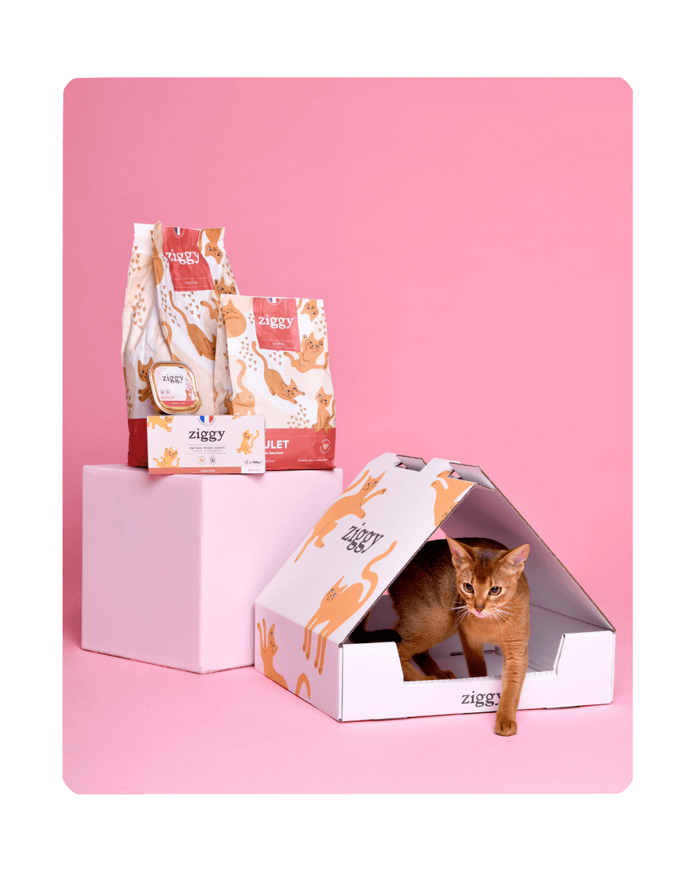Chaton à côté des croquettes et pâtées pour chaton Ziggy, saines et fabriquées par une dr vétérinaire spécialiste en nutrition féline