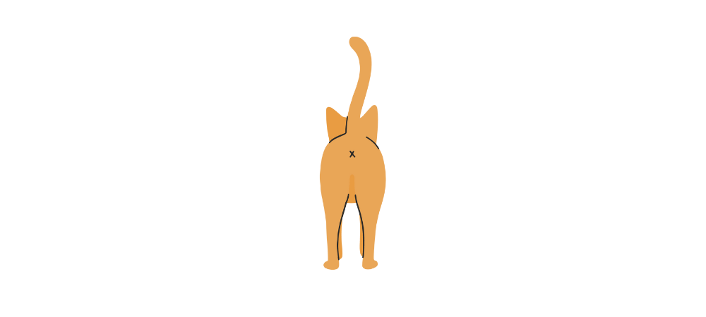 illustration d'un chat vu de derrière