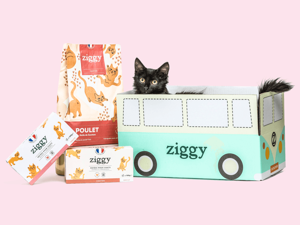 Chaton dans un carton à côté des croquettes et pâtées pour chat Ziggy