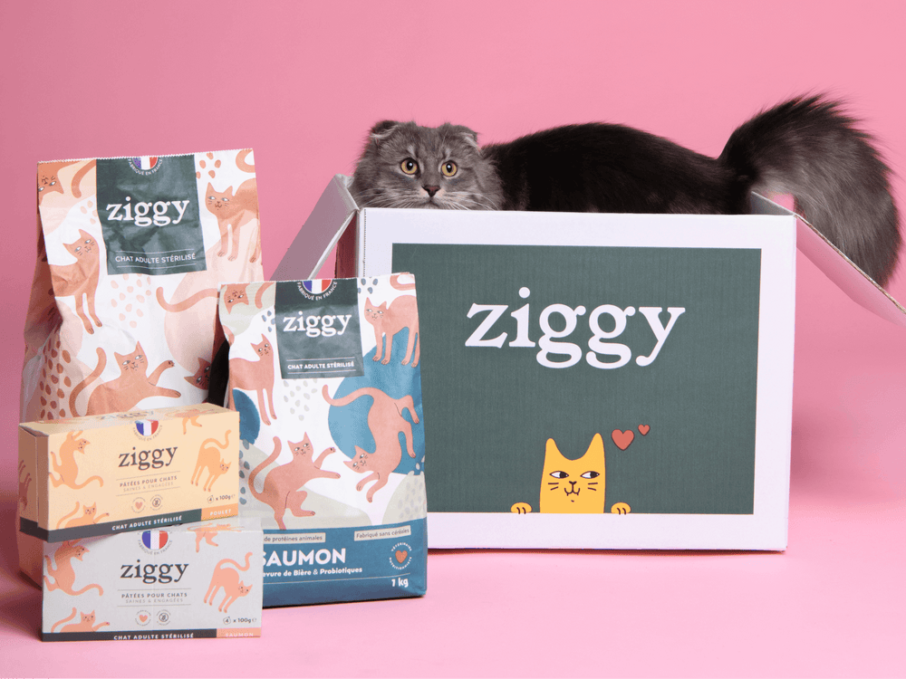 chat adulte stérilisé dans carton Ziggy avec pâtées et croquettes sans céréales