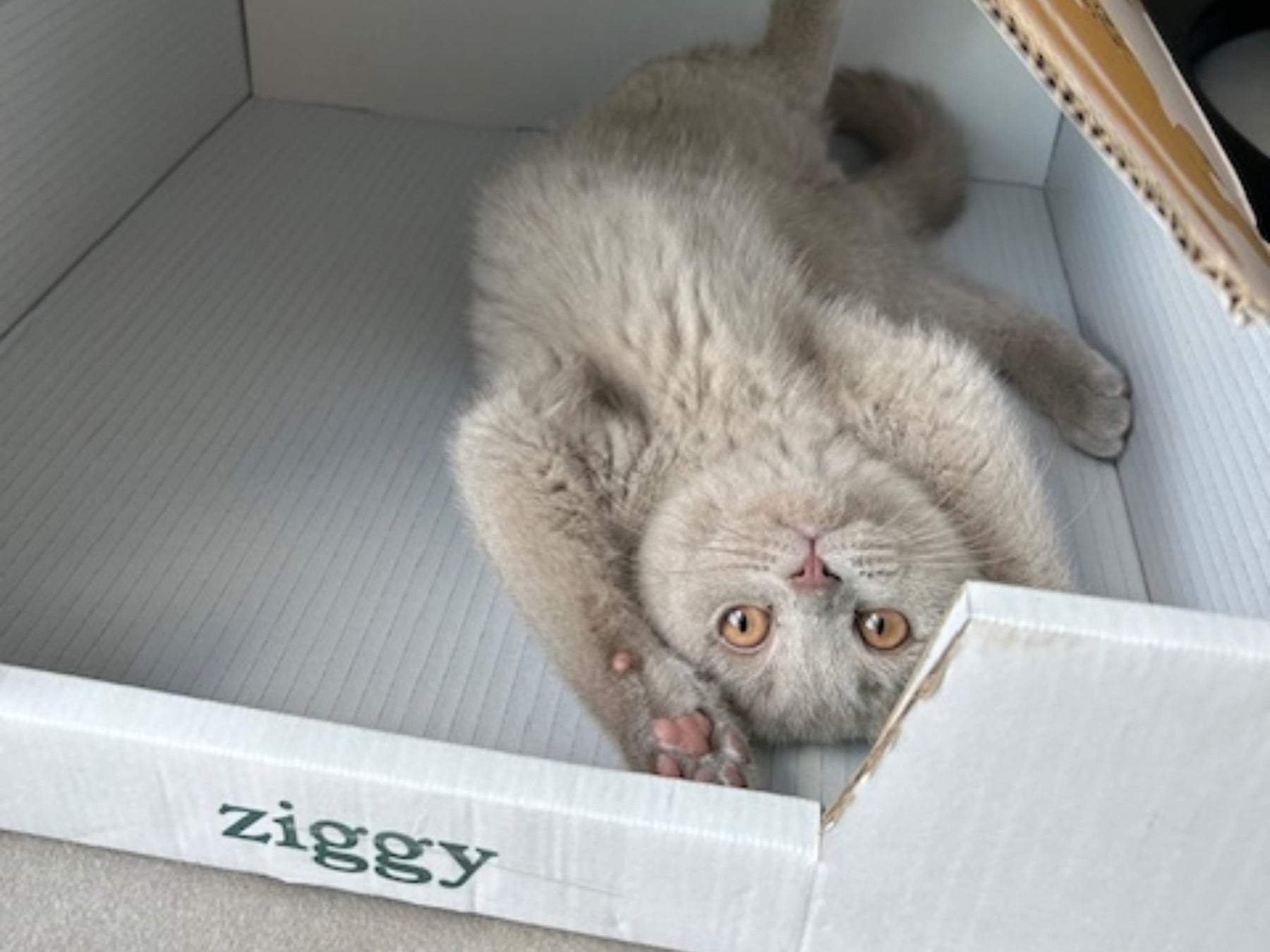 Petit chaton gris dans son carton Ziggy