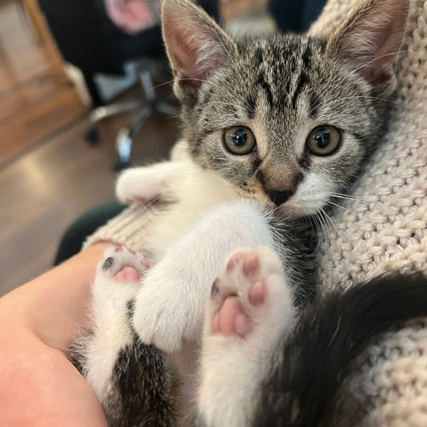 Adopter Un Chaton Quand Comment Et Quel ge Ziggy adopter-un-chaton-quand-comment-et-quel-ge-ziggy
