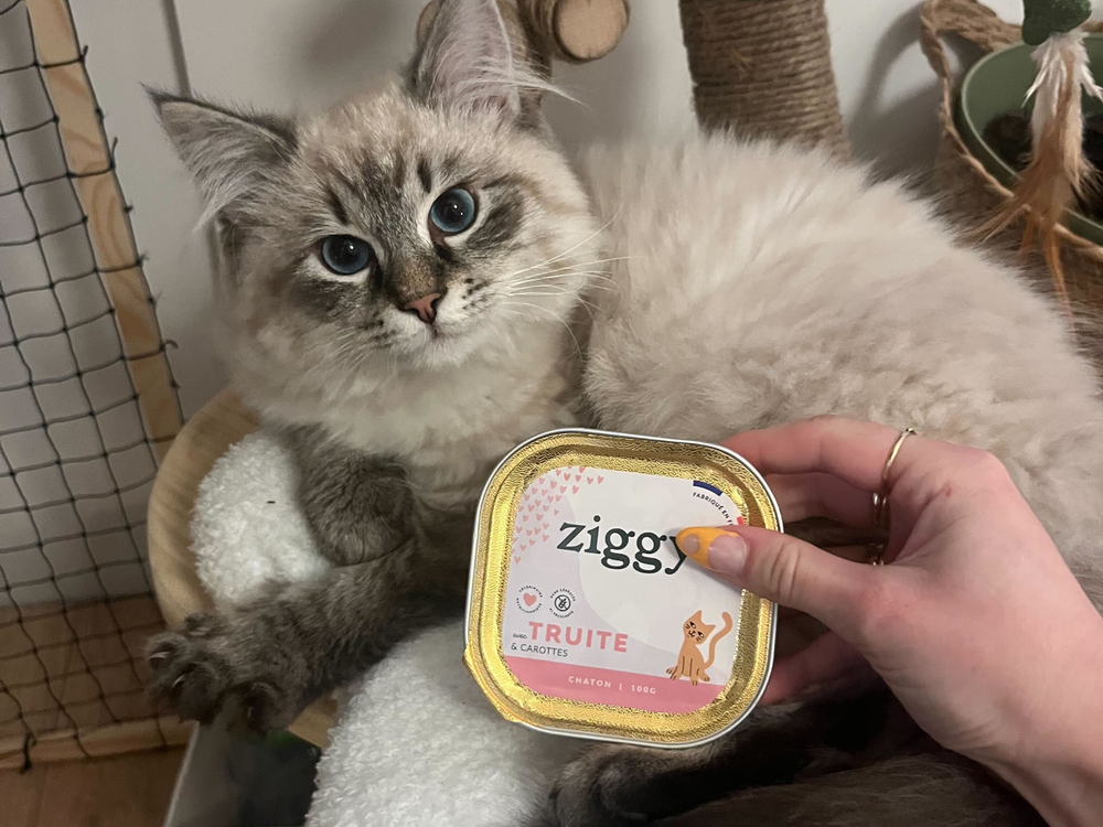 Chaton stérilisé avec une pâtée pour chaton - 10 erreurs à éviter avec son chaton