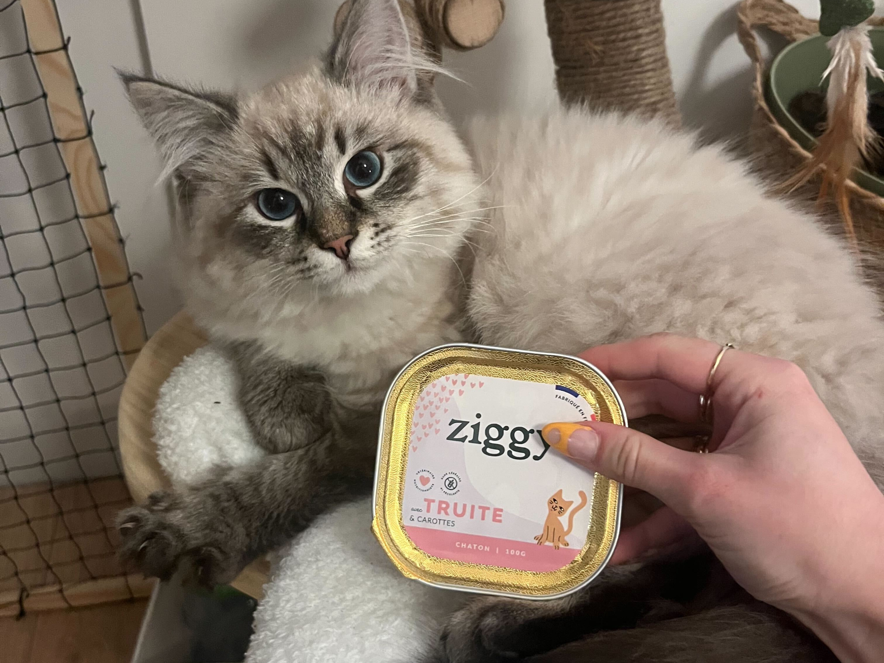 Chaton stérilisé avec une pâtée pour chaton