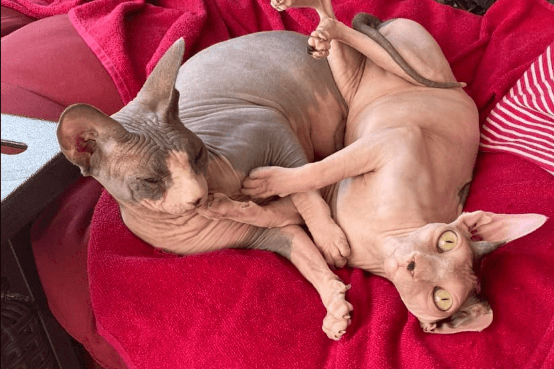 Chats Spynx bien nourris allongés sur un canapé
