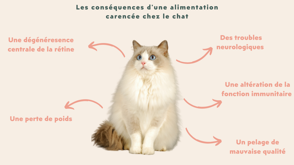 alimentation carencée chez le chat Ragdoll - Alimentation : comment bien nourrir son chat Ragdoll ?