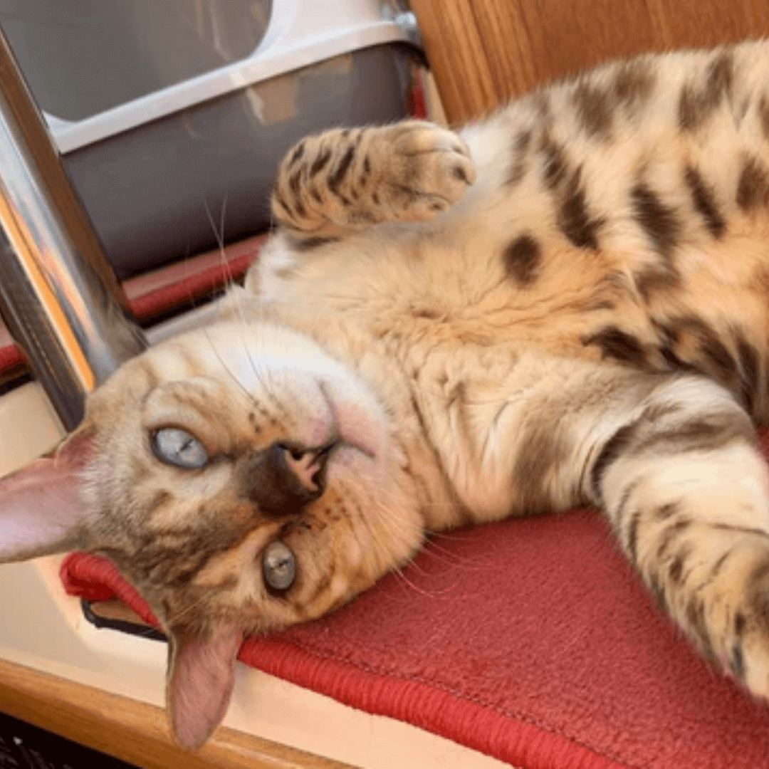 Chat bengal bien nourri couché 