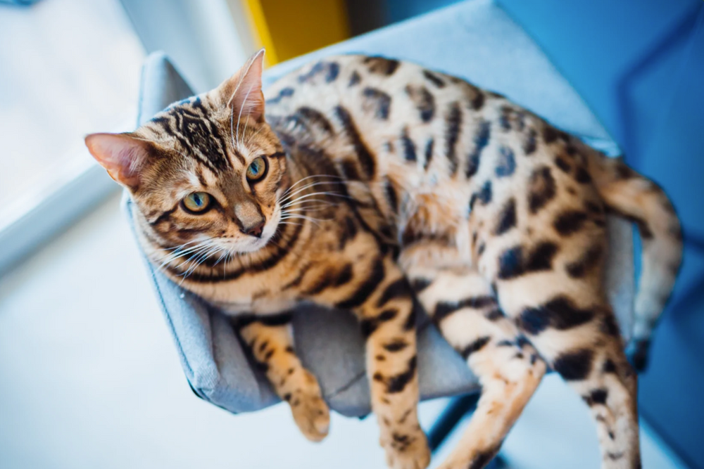 Chat bengal allongé sur une chaise  - Alimentation : comment bien nourrir mon chat Bengal ?