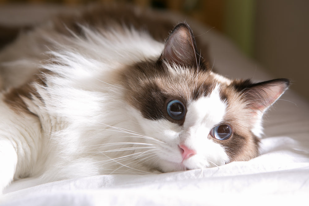 Un chat Ragdoll avec des yeux bleus  - Alimentation : comment bien nourrir son chat Ragdoll ?