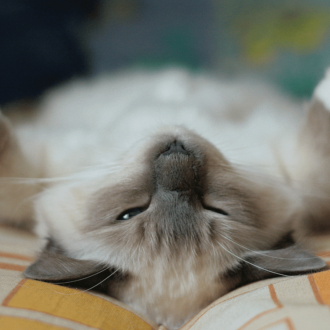 Chat Sacré de Birmanie allongé après avoir mangé ses croquettes