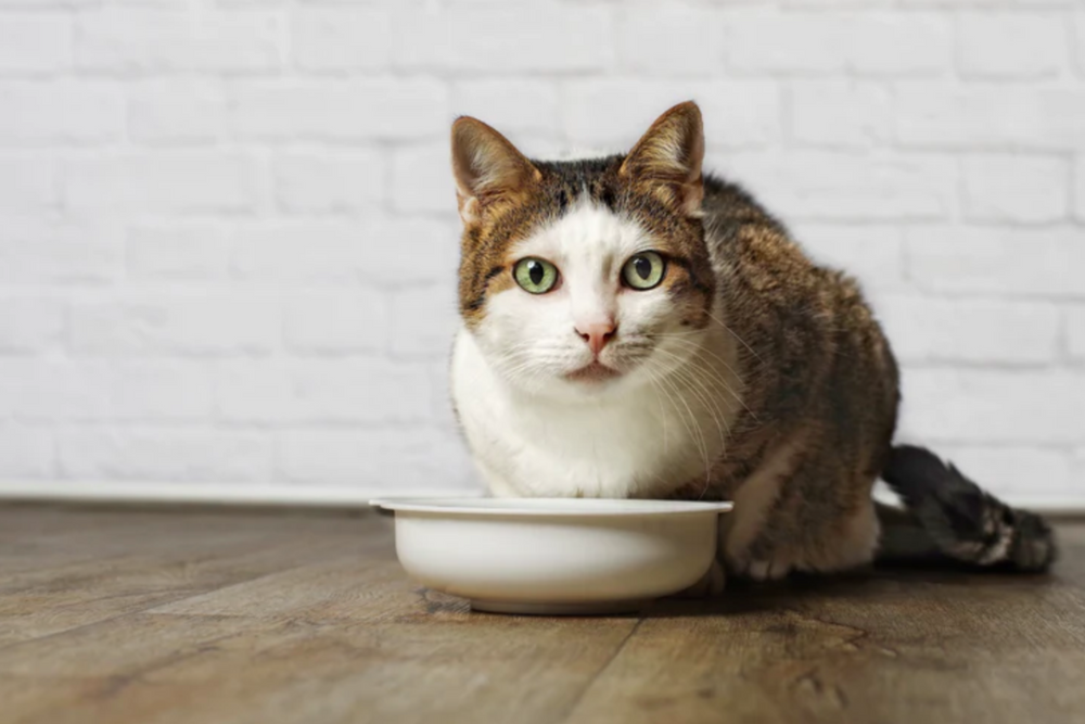 chat stérilisé devant sa gamelle  - Chat stérilisé : pourquoi changer son alimentation ?