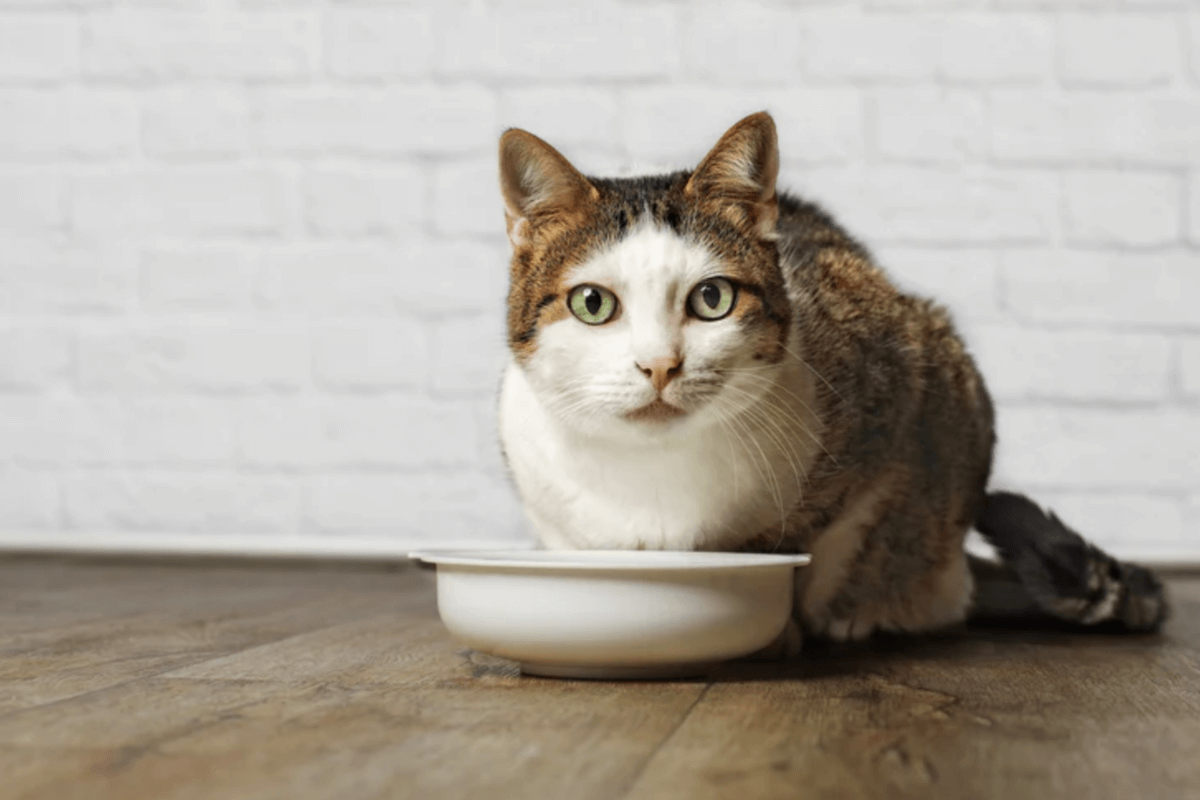 chat stérilisé devant sa gamelle 