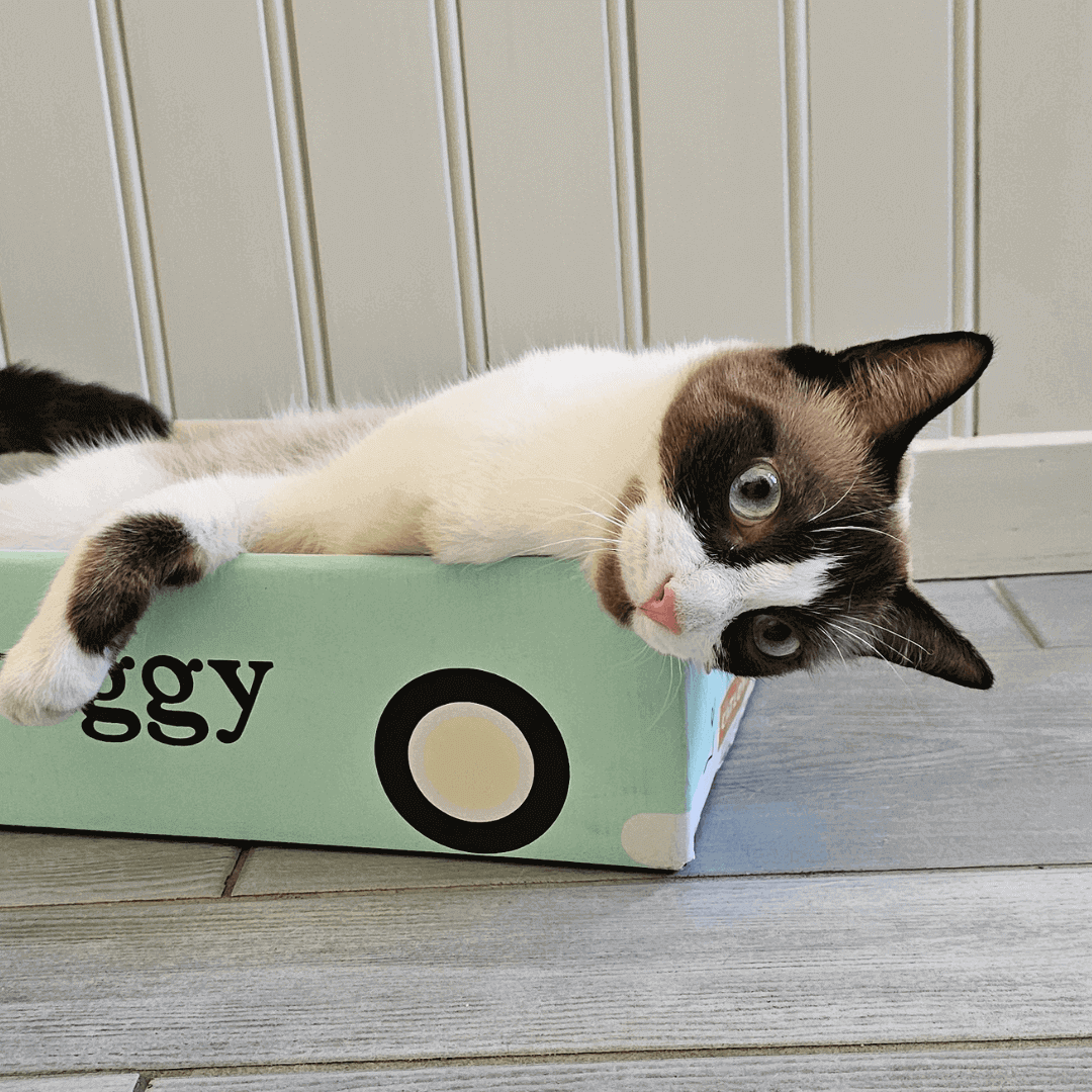 Très beau chat dans un carton Ziggy en forme de voiture