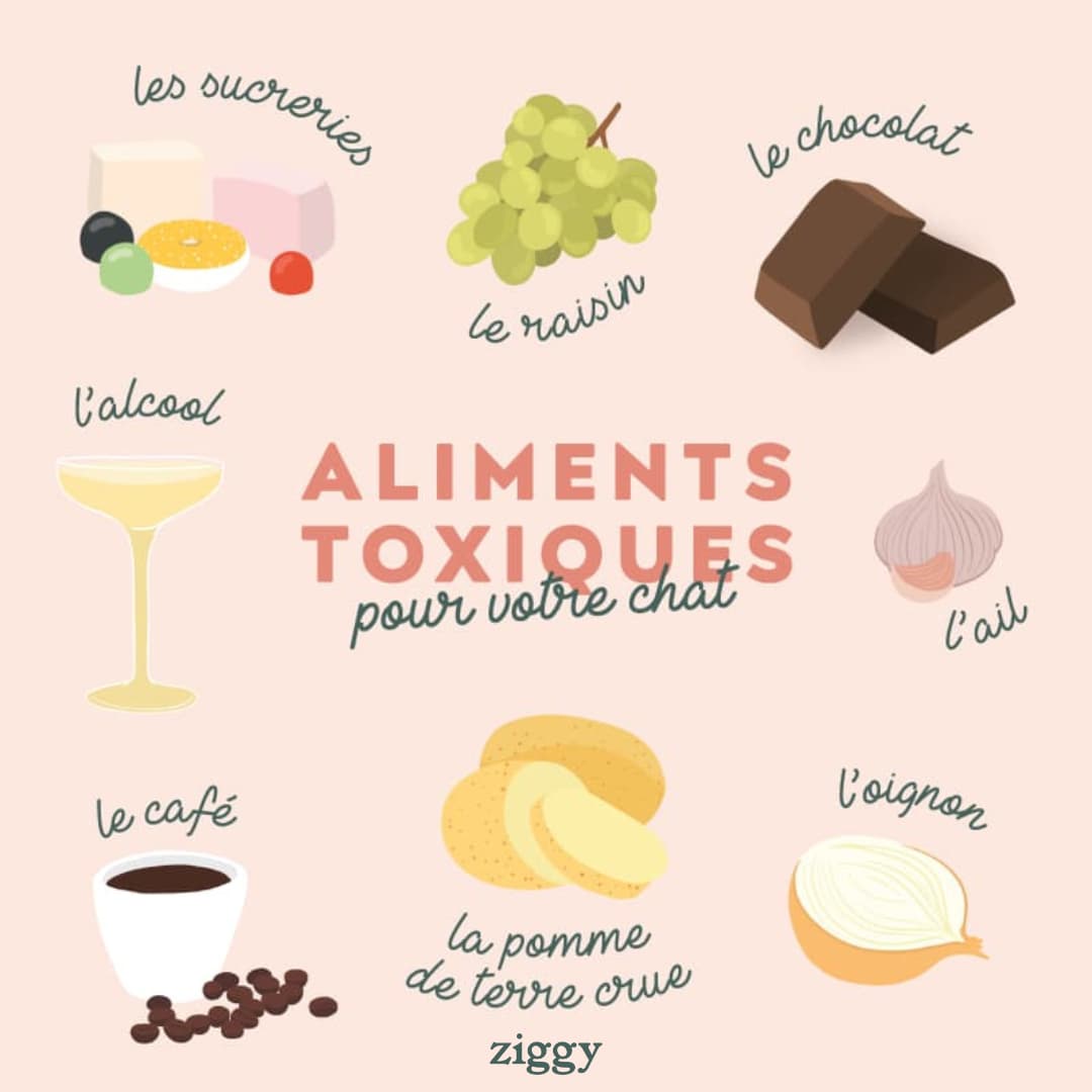 Aliments toxiques pour les chats