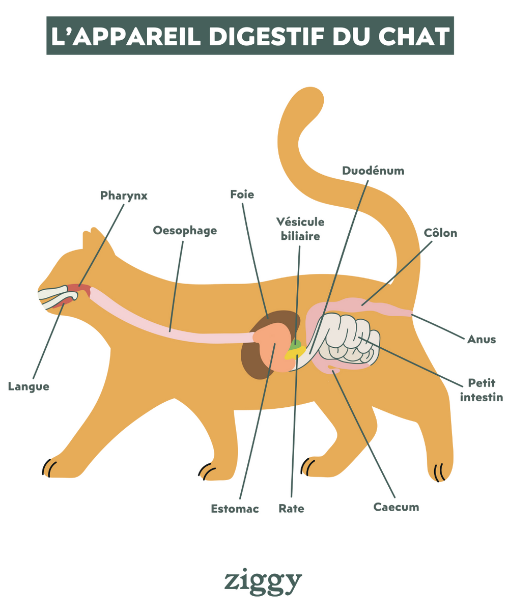 Appareil digestif du chat - Troubles digestifs chez le chat : nos conseils pour une digestion au top