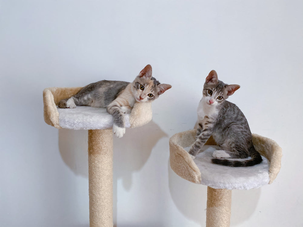 Deux chatons sur un arbre à chat - Chat en appartement : comment rendre votre félin heureux