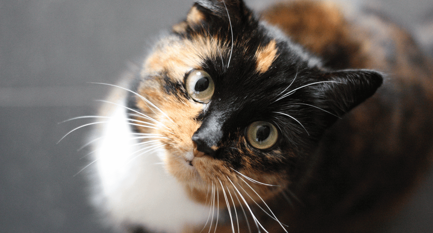Chat écaille de tortue qui a de l'arthrose