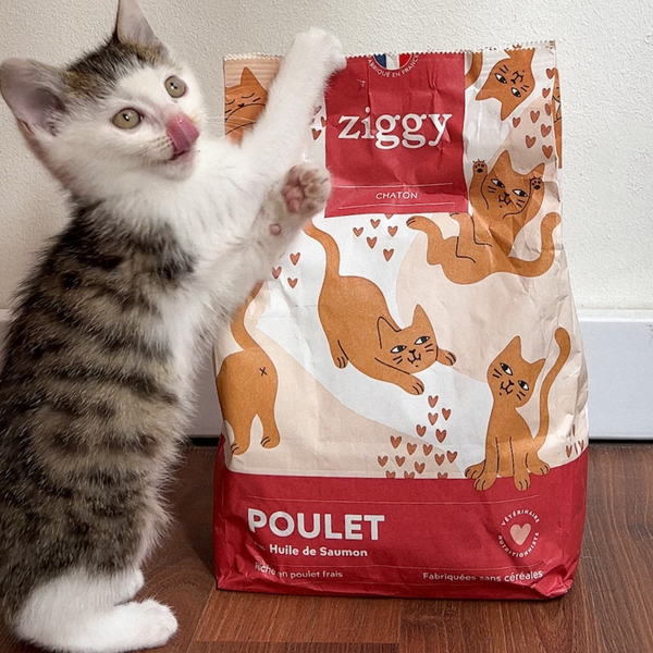 Ziggy - Croquettes chaton : 4 critères pour bien les choisir