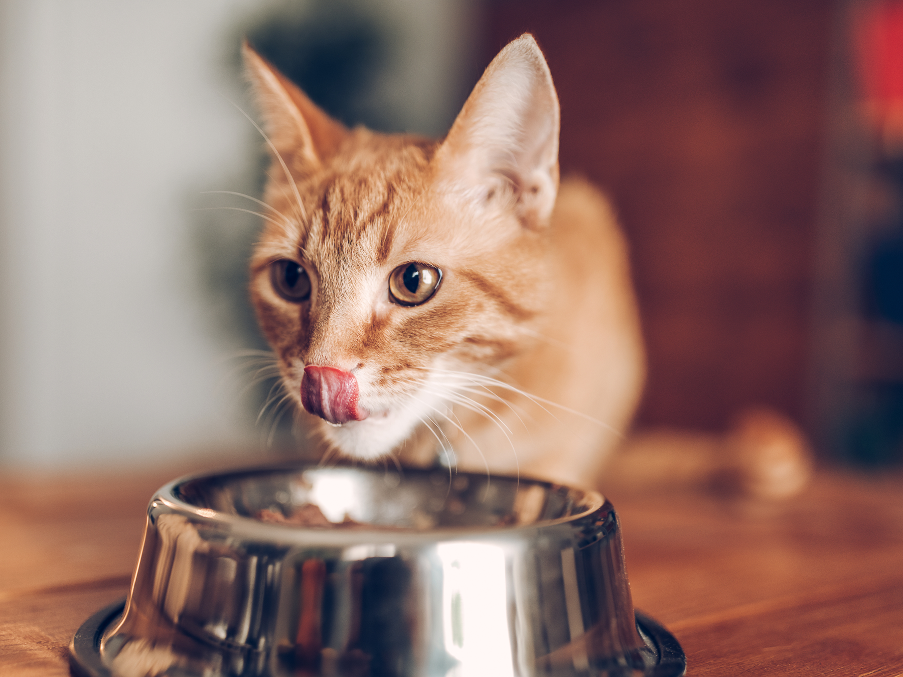 chat qui mange dans sa gamelle