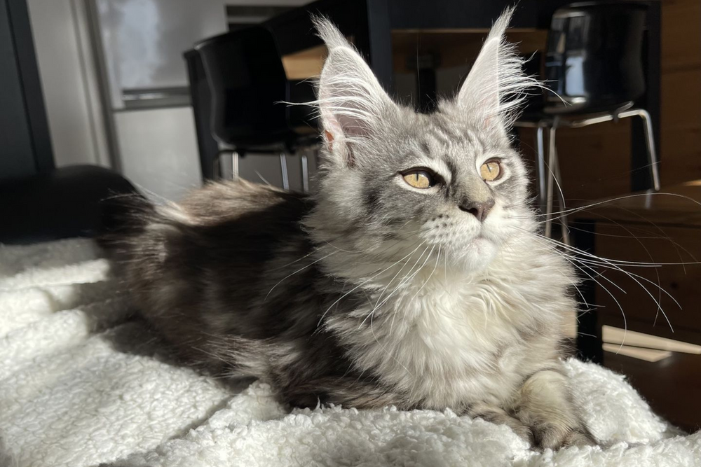 chat maine coon gris allongé - Alimentation du chat Maine Coon : comment bien le nourrir ?