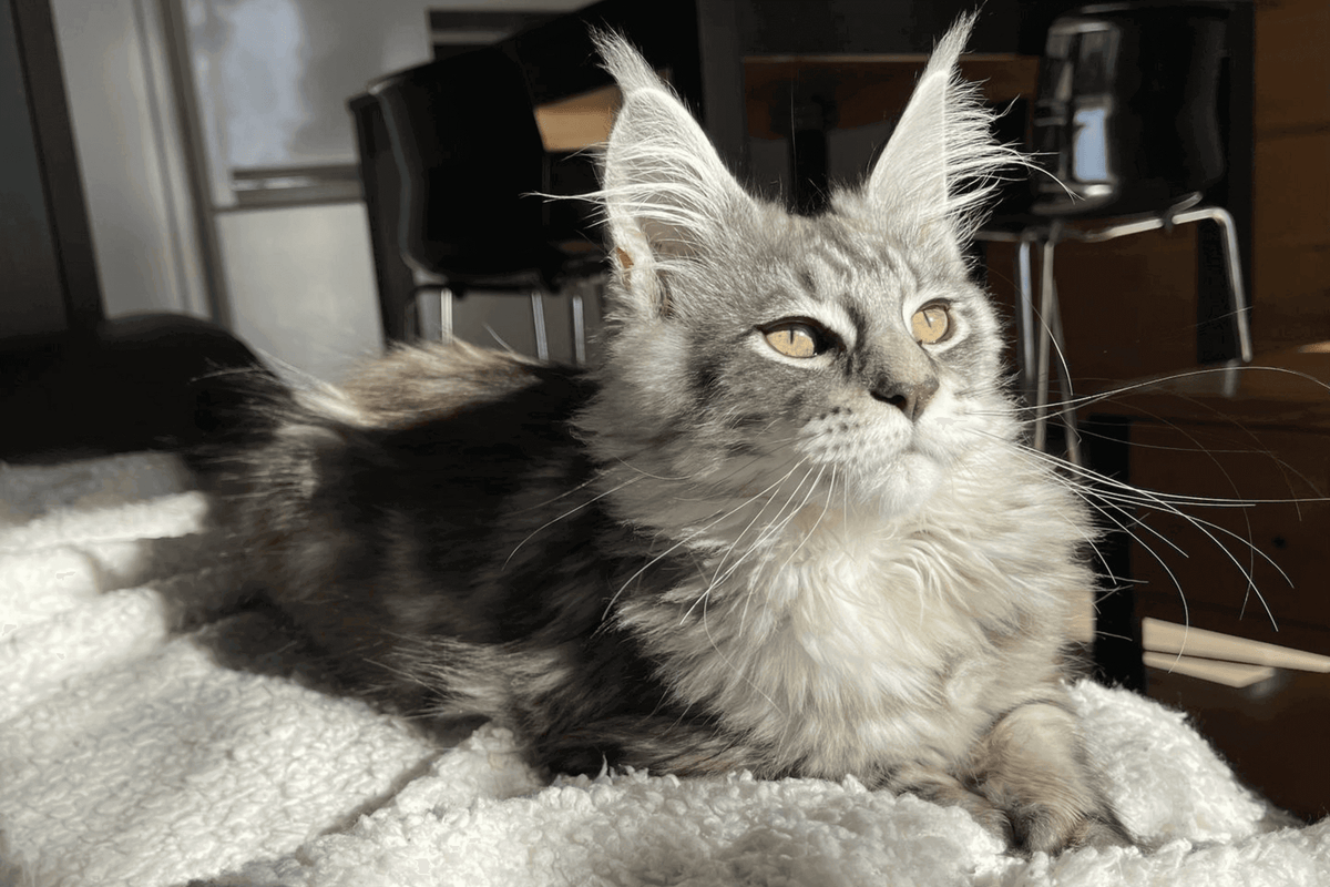 chat maine coon gris allongé