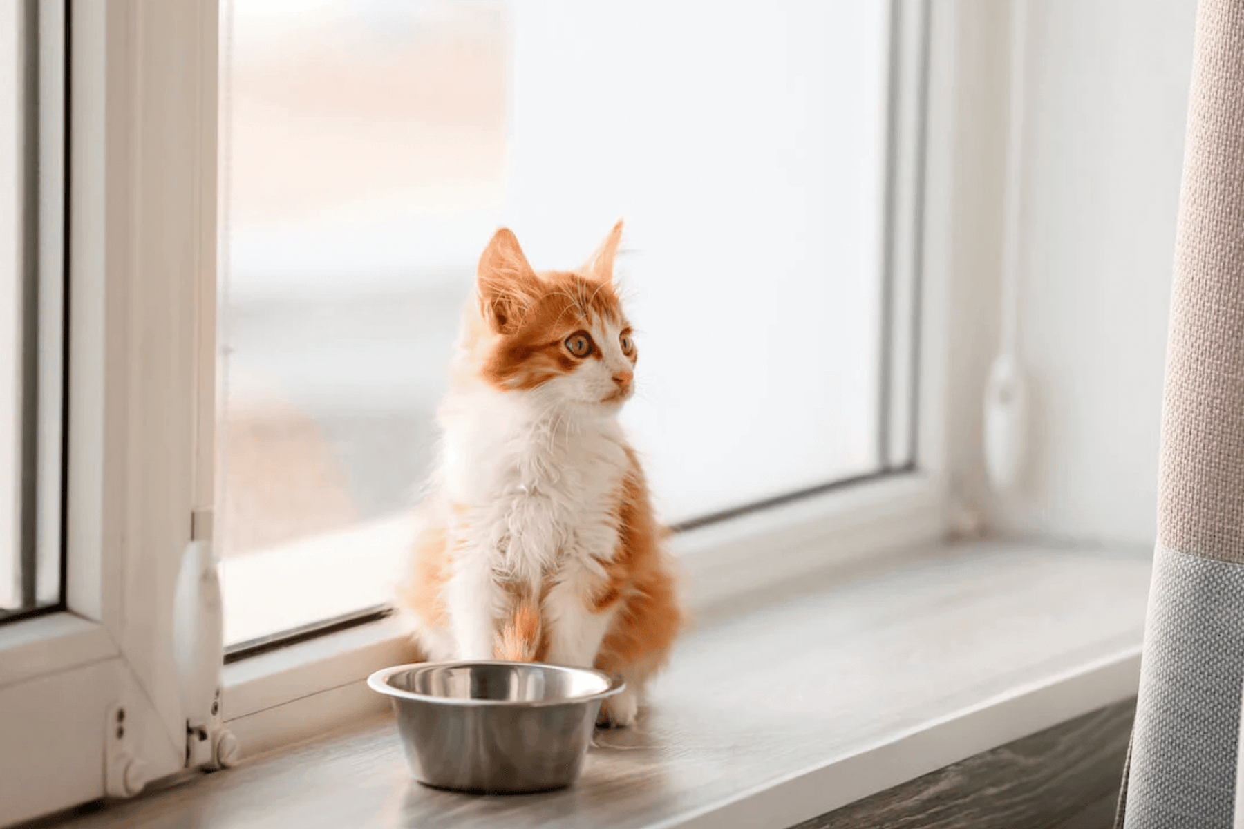 Chaton stérilisé devant sa gamelle 