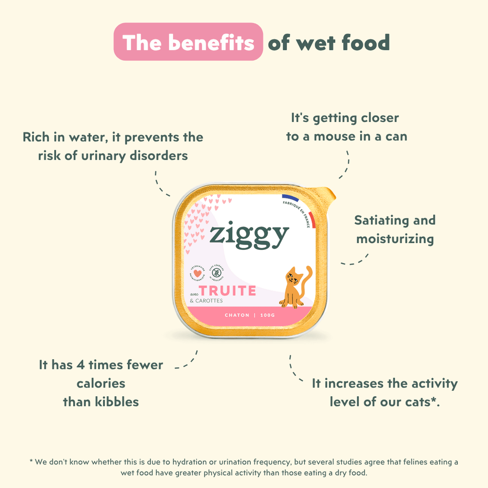Ziggy - Should I feed my kitten dry food or wet food?