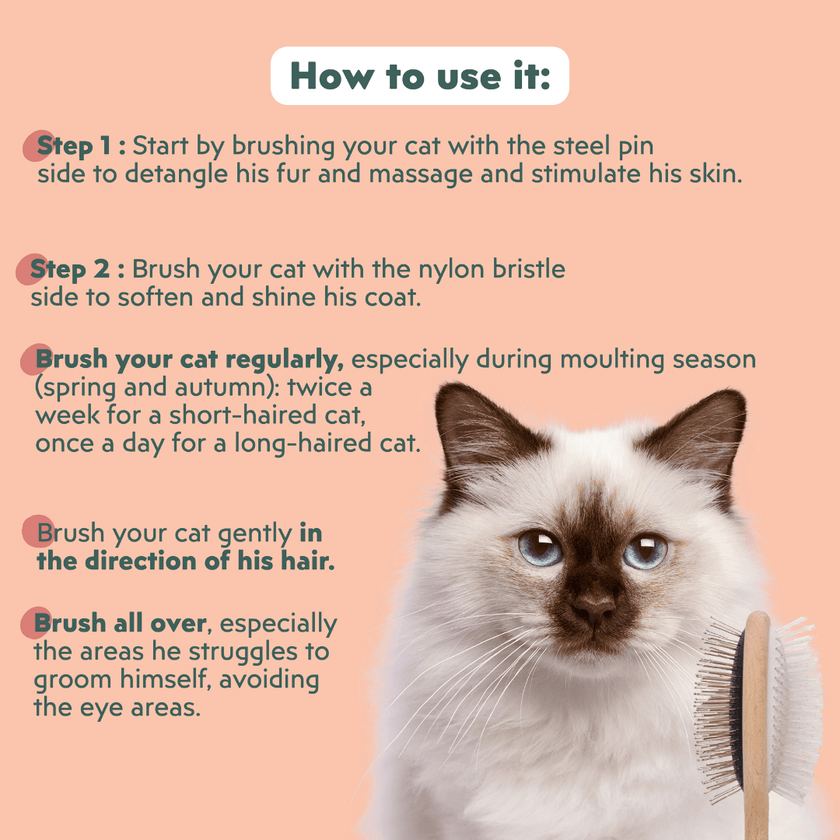 How to Groom Your Siamese Cat: Expert Tips for a Shiny Coat