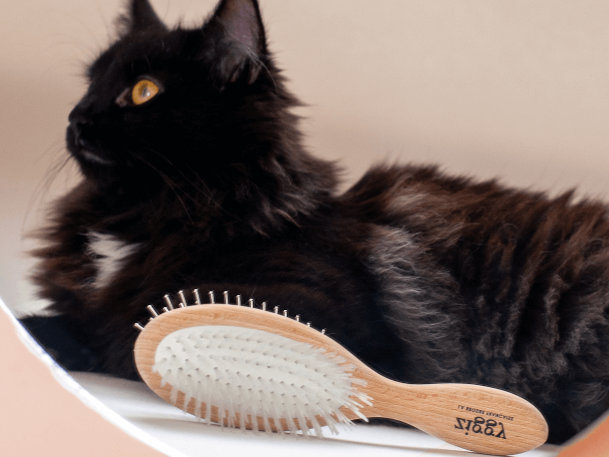 Chaton stérilisé qui pose à côté de la brosse pour chat double tête Ziggy