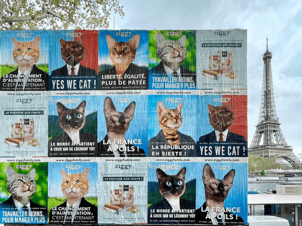 Affiche présidentielle de la campagne Ziggy pour chat