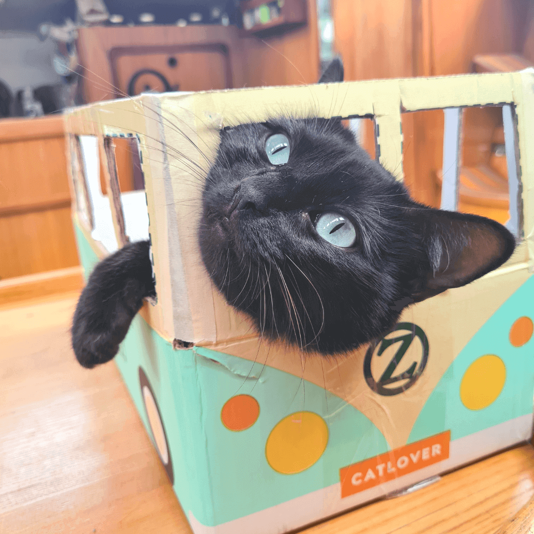 chat dans un carton Ziggy