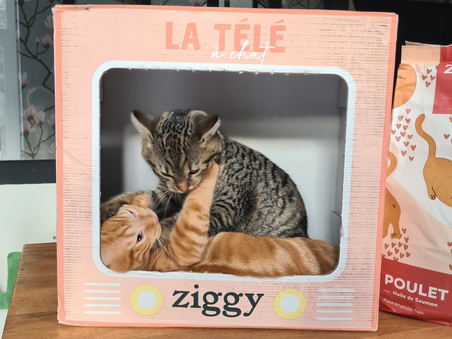 Carton Ziggy avec deux chatons qui jouent ensemble dedans