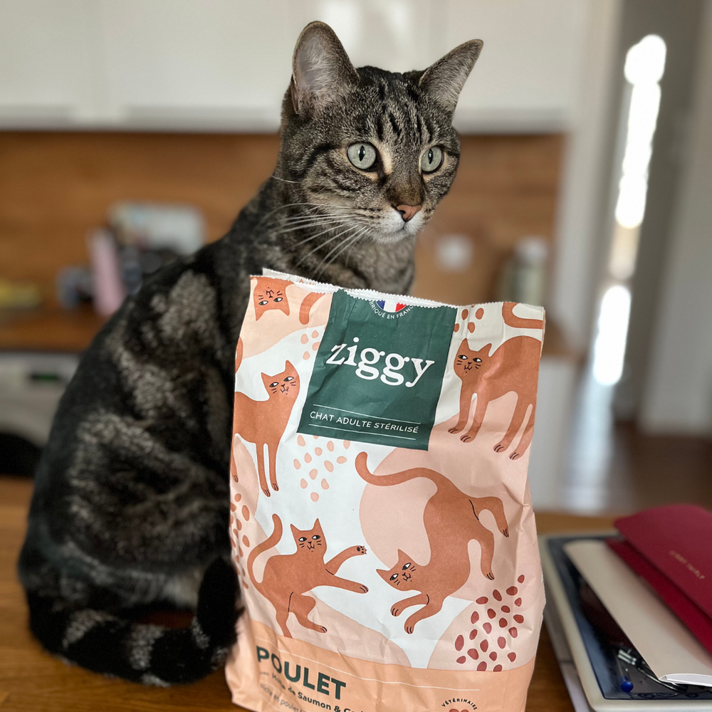 un chat devant un paquet de croquettes Ziggy  - 15 idées reçues sur l’alimentation de votre chat