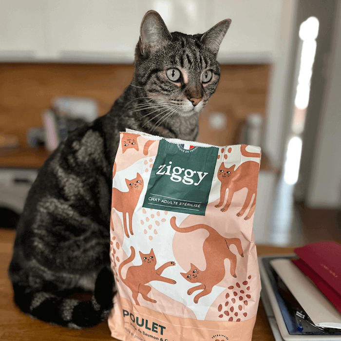 un chat devant un paquet de croquettes Ziggy 
