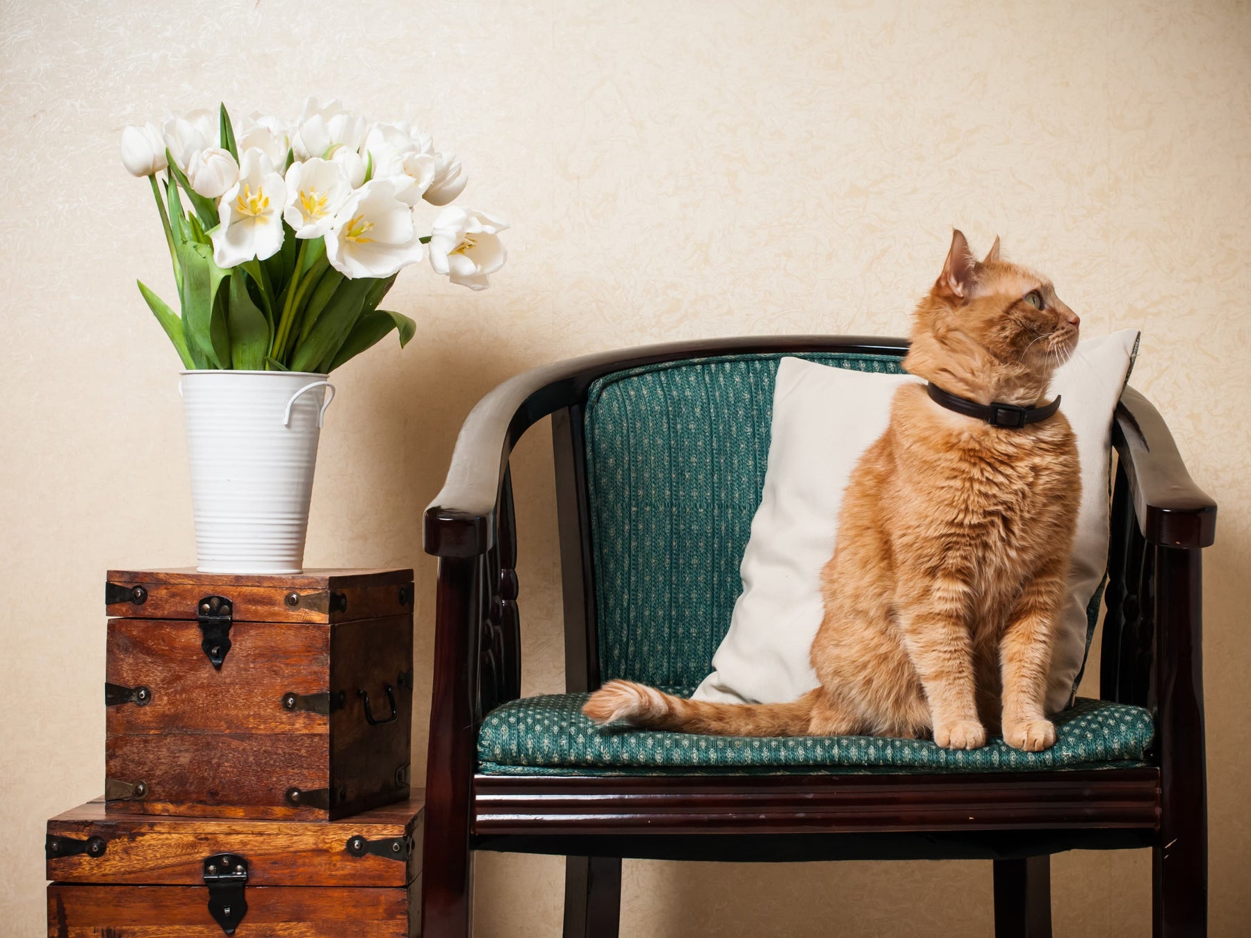 Un chat près d'un bouquet de fleurs toxiques