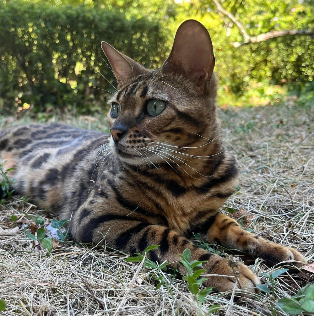Chat Bengal allongé sur l'herbe membre de la Ziggy Family - Alimentation : comment bien nourrir mon chat Bengal ?