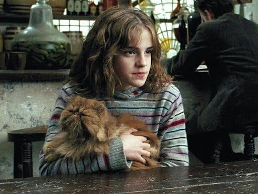 Pattenrond, le chat d'Hermione Granger dans Harry Potter