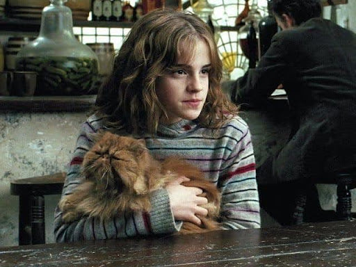 Pattenrond, le chat d'Hermione Granger dans Harry Potter - Cinéma : nos 10 chats préférés du grand écran