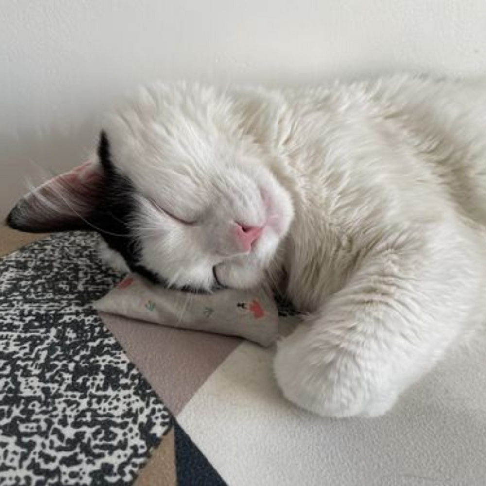 Chat qui dort car il s'ennuie  - 5 signes que votre chat s’ennuie