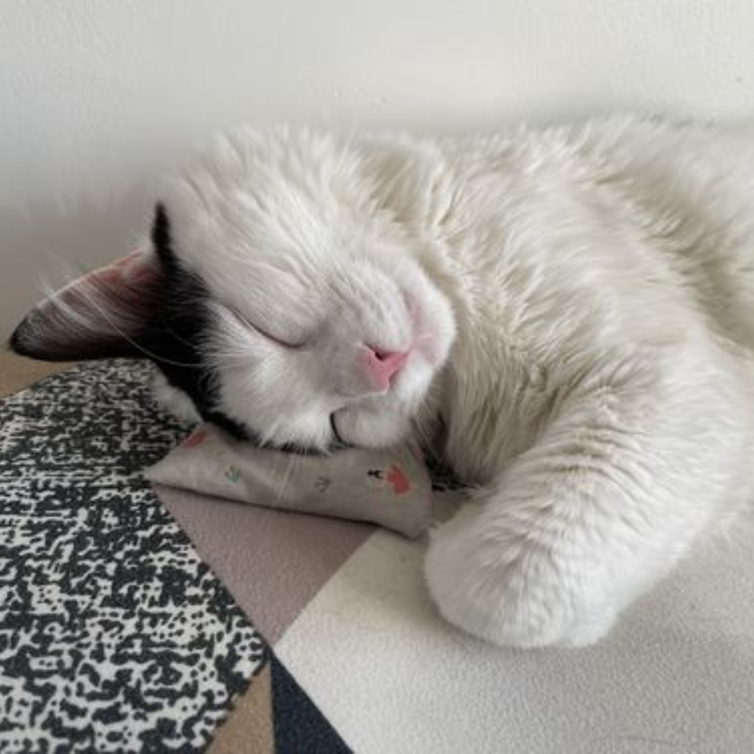 Chat qui dort car il s'ennuie 