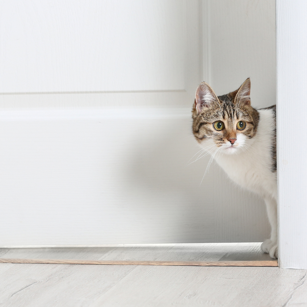 Chat qui espionne à la porte - 10 preuves que nos chats sont des espions
