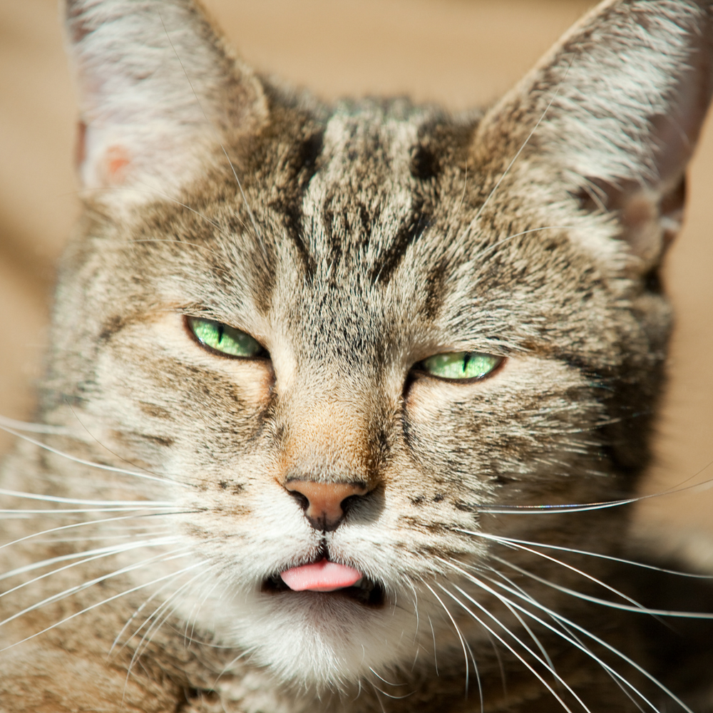 Chat qui tire la langue - 10 preuves que nos chats sont des espions