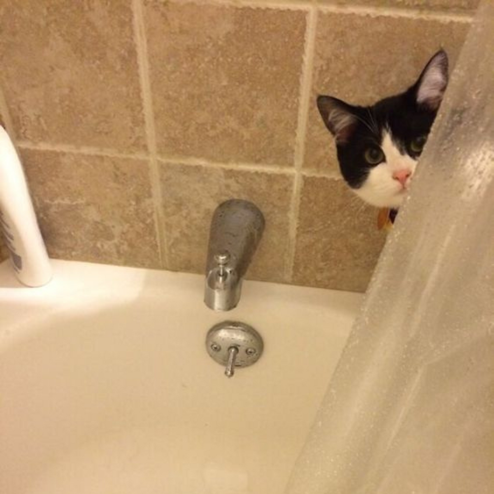 Chat qui espionne sous la douche - 10 preuves que nos chats sont des espions