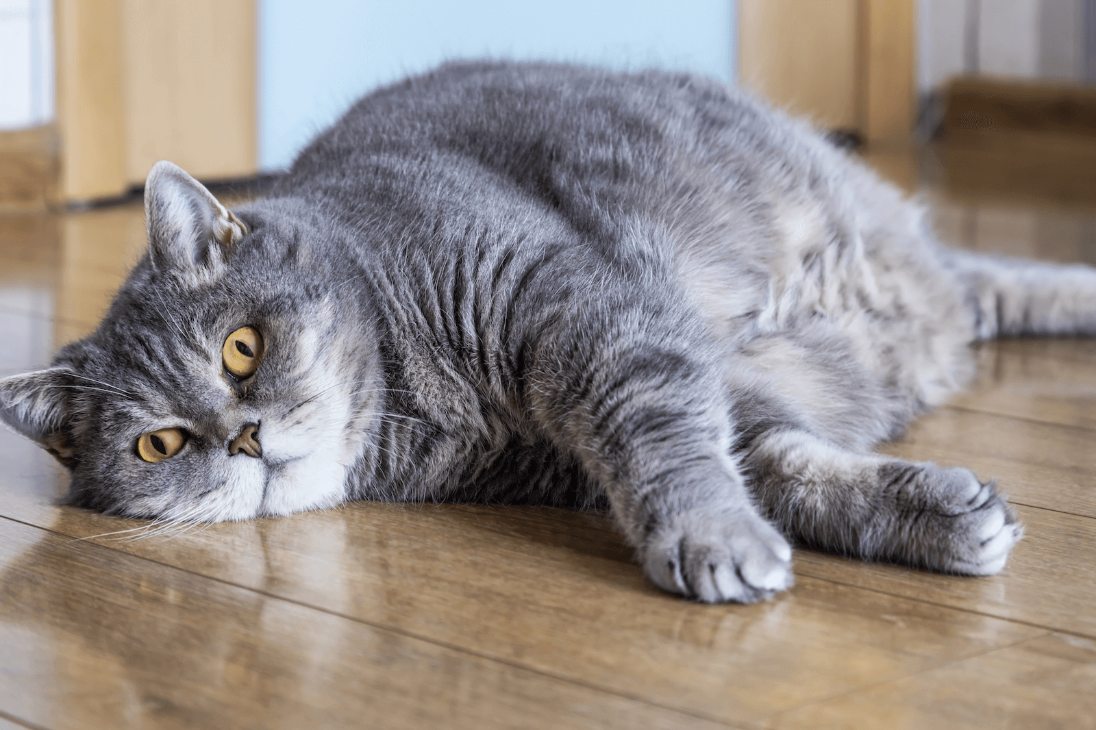 chat obèse allongé sur le sol 